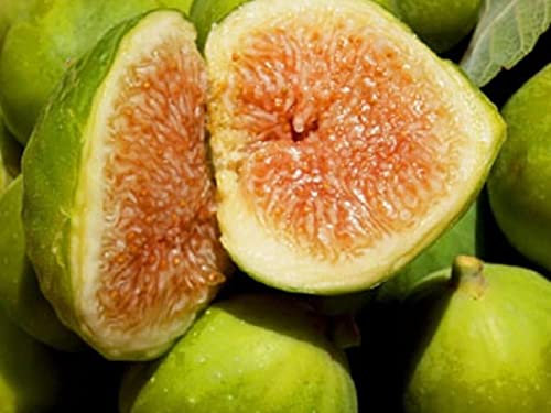 Vivaio Garden Forest Fico Fiorone Petrelli, Varietà di origine Barese, Fico barese, Pianta da Frutta, Fico, Sapore intenso, Marmellate, Cucina, Giardinaggio, Pianta vera