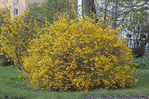 Forsythia x intermedia 'Spectabilis' 125-150 cm – Winterhart, Mehrjährig, Pflegeleicht – Forsythie – Heckenpflanze für Garten & Sichtschutz