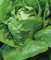 Little Gem graines de laitue Parfait pour les petits jardins non OGM petits chefs solides (150)