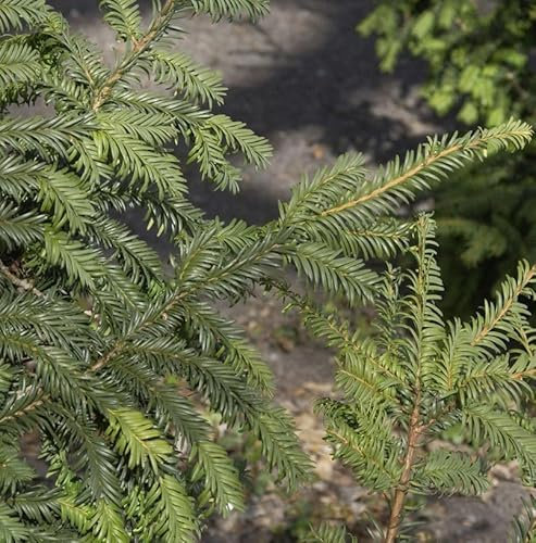 Heimische Eibe Typ Tschechien 50-60cm - Taxus baccata