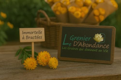 250 graines à semer - Le Grenier d'Abondance - Immortelle à Bractées - Helichrysum bracteatum
