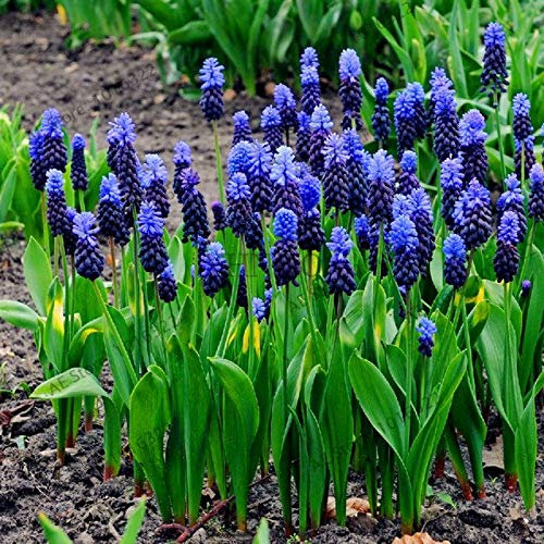 Shopmeeko Samen: 100pcs / bag Hyacinth Pflanzen Bonsai-Blumen-Garten (nicht Hyazinthe Glühbirne) Holland hydroponische Blume Outdoor-Anlage: 16