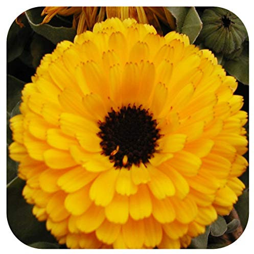 Calendula officinalis 'Calypso Yellow' Mini Plug Plants x 20