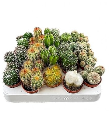 20 Unidades de Cactus - Plantas Vivas Naturales de Interior o Exterior