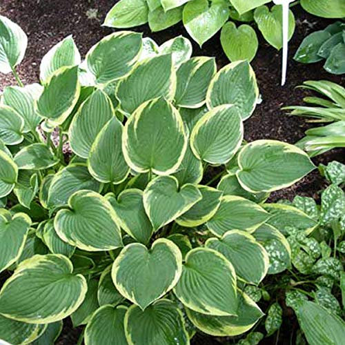 6 x Hosta Fortunei 'Aureomarginata' - Perenni Vaso 9cm x 9cm
