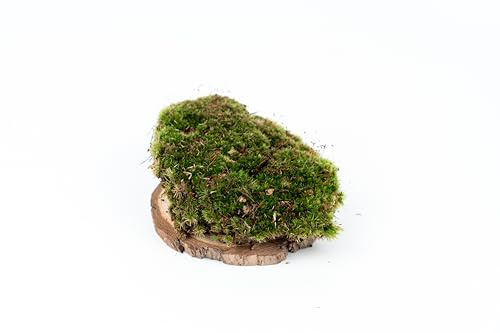 Ecodecs - Mousse terrarium plante, mousse pour fleurs, substrat terrarium vivante, bloc de mousse, mousse creche noel, mousse vegetale, mousse decorative verte - MOUSSE STANDARD (1/4 Box 20x15cm)