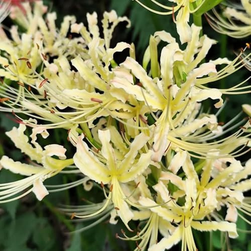 giglio ragno, gigli ragno, lycoris - copertura del terreno, resistente, giglio, Lycoris radiata in vaso balcone, 8bulbi