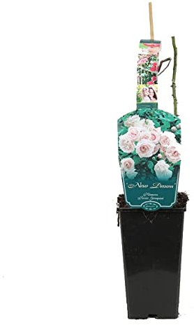 Rosier grimpant 'New Dawn' rouge - 3,5L Conteneur