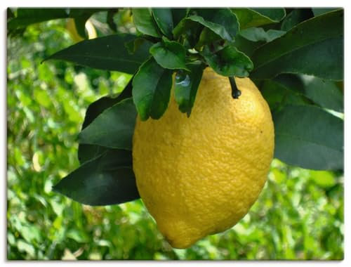 ARTLAND Wanddeko Leinwand Bilder Wandbild Pflanze Zitrone Frucht Obst Baum Natur U4YF
