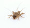 Eurocrickets Lebende Heimchen, Größe Mittel, 1000er Großpackung Futterinsekten Heimchen lebend, Futtertiere für Reptilien