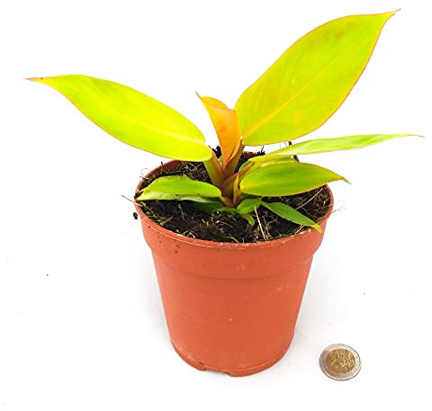 POWERS TO FLOWERS - PHILODENDRON ORANGE, VASO 13CM, pianta vera