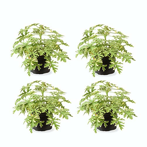 Geranio Limón - Pack 4 Plantas - Geranios Antimosquitos con Aroma Cítrico