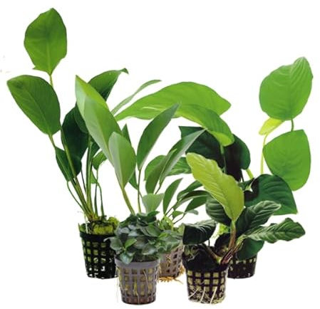 AP-ART's Wasserpflanze Anubias Mix aus 5 vers. Sorten Aquarienpflanze einfache Pflanze langsam wachsende Aquariumpflanze