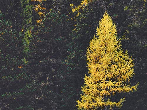 Puzzle 1000 Teile Puzzle für Erwachsene und Kinder ab 14 Jahren Puzzle für Wohnkultur-Wald, Nadelbaum, Bäume, 70x50cm