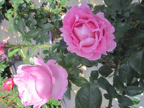 Rosa Alexandra David Neel ® - Beetrose Alexandra David Neel ® - Delbard Rose