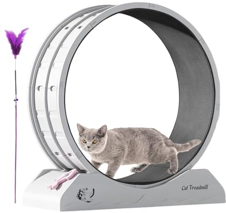 Katt-träningshjul, stort katthjul med lärare, från, kattunge fitnessutrustning |