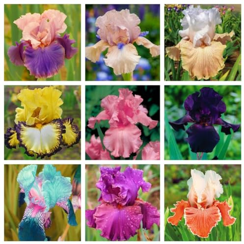 Iris bulbi，Iris bulbi rifiorente，Iris bulbi misti，Bulbi resistenti al freddo e alla siccità，Perenne, Piantagione del cortile del giardino-6 bulbi-a