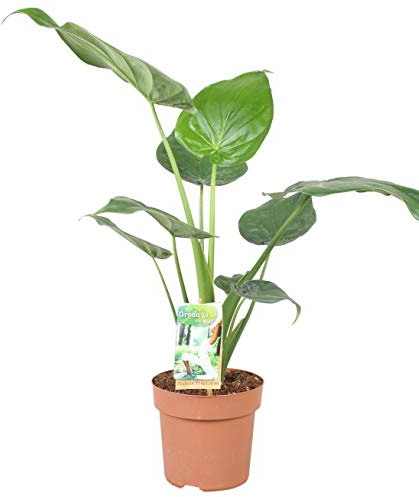 Alocasia Cucullata 70 cm Elephant Ear Arrow Leaf