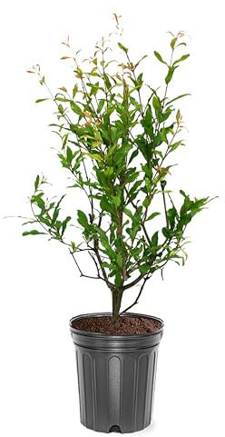 Russian 26 Pomegranate Tree, Fruit Bearing, Hardy, 1 gal Nursery Pot, 12-18 in Tree Height (Due to Agricultural Laws, we are Unable to Ship to CA, AZ, AK, or HI)