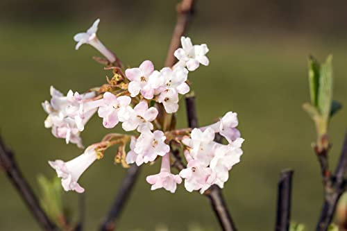 Duftschneeball Viburnum farreri 125-150 cm winterhart