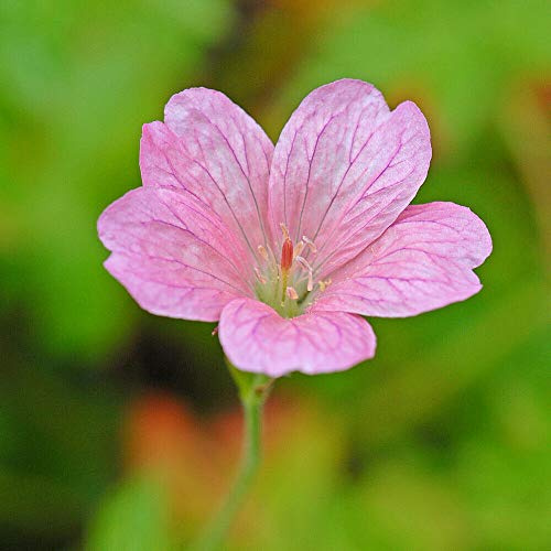 Geranium x Oxonianum 'Wargrave Pink' Hardy Perennial Plant 1L Pot by Thompson and Morgan (2)