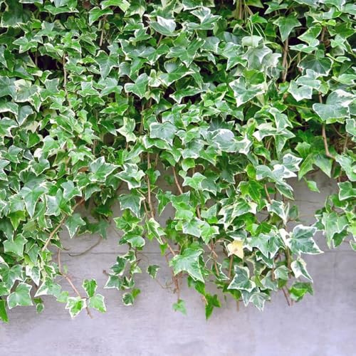 semillas interior de hiedra, trepadoras de balcón resistentes para jardín, balcón con cama elevada exóticas 300pcs