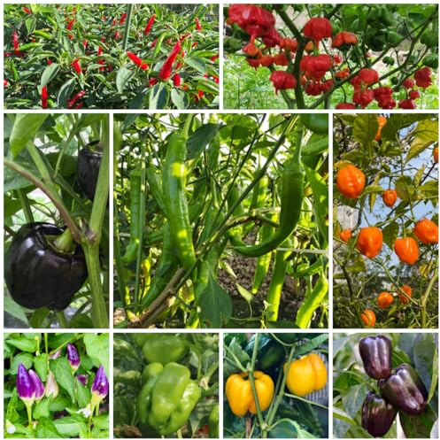 semillas de chile jalapeño Las de jardín son perennes resistentes, chile, variedades antiguas 100pcs