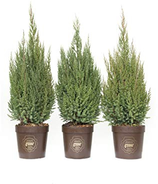 Juniperus chinensis 'Stricta', Ginepro, Cespuglio, Pianta vera in vaso Vannucci Piante, Pianta da terrazzo (cod. 6) (3x)