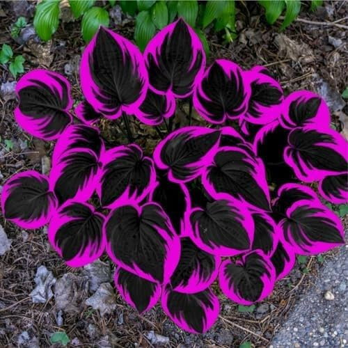 Eccellente Hosta Bulbi, piante erbacee perenni, Hosta Bulbi grande, Ambiente paesaggistico, Hosta in vaso, profumate, pianta Hosta(Non artificiali)-10 Bulbi-F