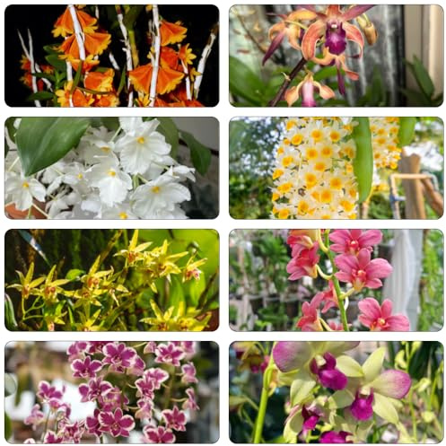 orquídeas dendrobium arbustos de resistentes arbusto de mariposas semillas perennes resistentes, semillas silvestres oficina 550pcs