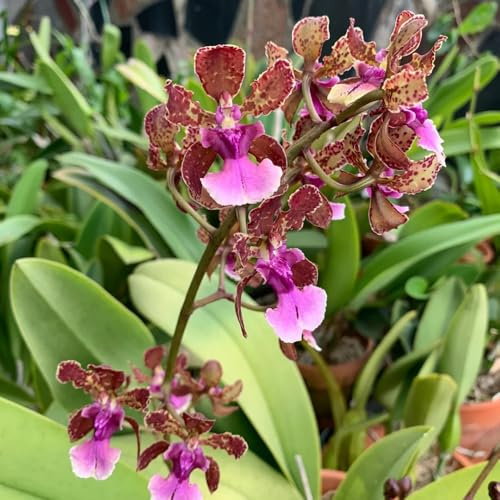 Semi di orchidea Oncidium - raro da ufficio esotico semi di selvatici organico resistenti per giardini rocciosi copertura del terreno vecchie varietà 55pcs