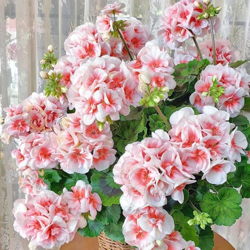 Geranien mehrjährig - indoor gewächshaus balkon bodendecker topfpflanzen hochbeet gartendeko für draußen gartenpflanzen gartenblumen mehrjährig schnittblumen balkonblumen dekoration 100samen