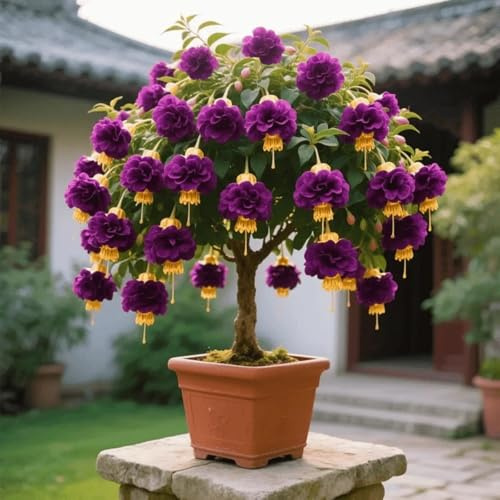Bulbi di rosa del deserto Resistenti e Ideali per Balconi e Giardini-1 bulbi-A