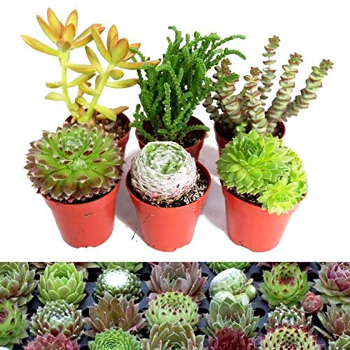 6 Sempervivum Succulent Mix - 3 Sempervivum - 3 Succulents in 5.5cm Pots - Indoor Succulent Plants