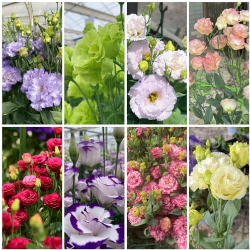 semi di lisianthus Decorazione da giardino per esterno, balcone di lisianthus da giardino, d'appartamento decorativi, 85pcs