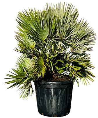 Tropictrees - Chamaerops Humilis Vulcano - Zwergpalme winterhart- 125 cm - Vulcano Palme