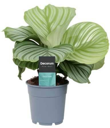 Calathea Orbifolia 30-40 cm - Korbmarante Zimmerpflanze – Pflegeleichte, Dekorative Pflanze für das Zuhause - Luftreinigend & Schattentolerant