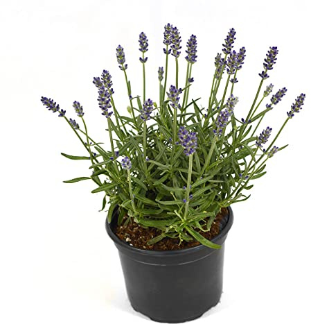 Lavandula Natural Planta de Flores Púrpura