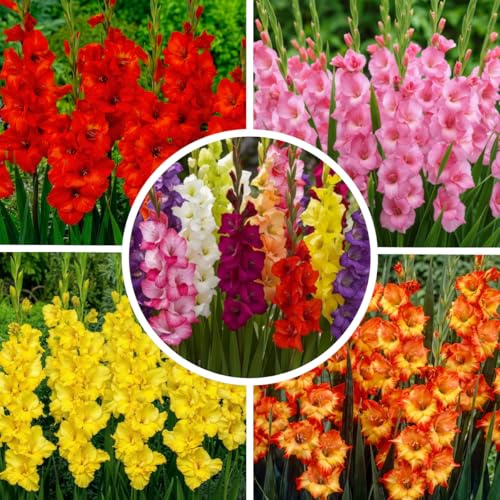 FLORIUM - Gladiolos Bulbos Super Collection (50 bulbos) | Mezcla exclusiva de plantas de Holanda | 7 variedades/colores | Decoración perenne para jardín, balcón (sin semillas, no resistentes)