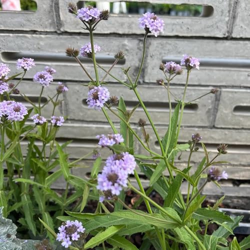 Semi di verbena resistenti - verbena, autunnali resistenti, orto, 500pcs