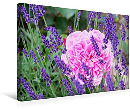 Premium Textil-Leinwand 45 x 30 cm Quer-Format Rose im Lavendel | Wandbild, HD-Bild auf Keilrahmen, Fertigbild auf hochwertigem Vlies, Leinwanddruck von Gisela Kruse