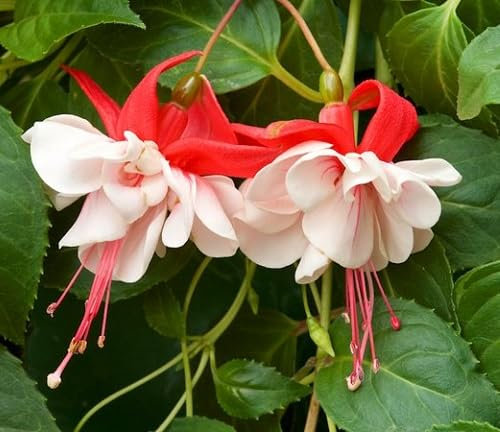 100 graines de fleurs de fuchsia blanches et rouges