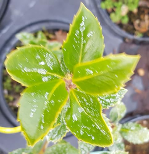 Ilex x meserveae 'Heckenfee'® / Houx arbustif/Conteneur de 2 à 2.9 litres/Arbuste