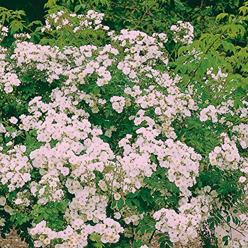 Ramblerrose 'Paul's Himalayan Musk®'