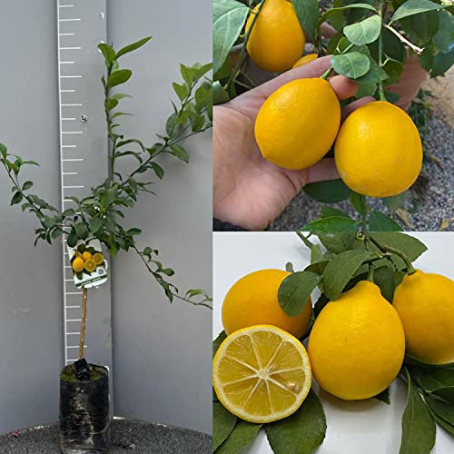 Citronnier SAVINI VIVAI, agrume, citron Meyer en phytocelle, hauteur 100-120 cm greffé pendant 1 an, fabriqué en Italie