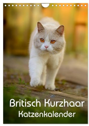 Britisch Kurzhaar Katzenkalender (Wandkalender 2026 DIN A4 hoch), CALVENDO Monatskalender: Wunderschöne Britisch Kurzhaarkatzen für das ganze Jahr (CALVENDO Tiere)