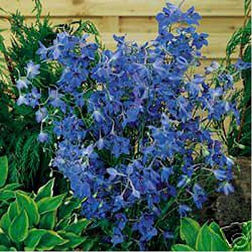 Delphinium- (Delphinium Cultorum) Farfalla Blu - 50 semi