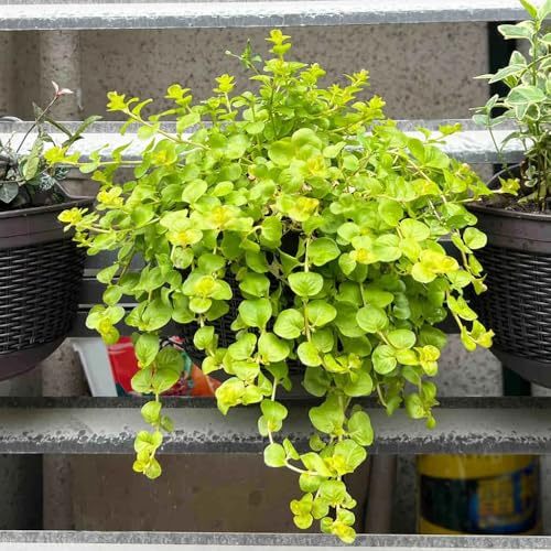 Lysimachia nummularia samen, samen anzucht，pflanzen für draußen deko wohnzimmer modern，garten geschenk wohnzimmer deko，pflanzen garten dekoration wohnzimmer，zimmerpflanzen gräser 30pcs