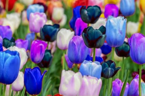 Hochwertige Tulpen, gemischte Farben, selten, winterhart, mehrjährig, duftend, elegante Dekoration für Gärten und Kübel-10 stück