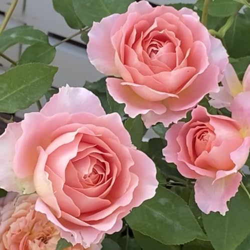 semillas de rosal - silvestres de balcón, cortadas de rosal de perennes, decoración de otoño, 150pcs